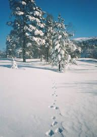 Telemark 10 tracks